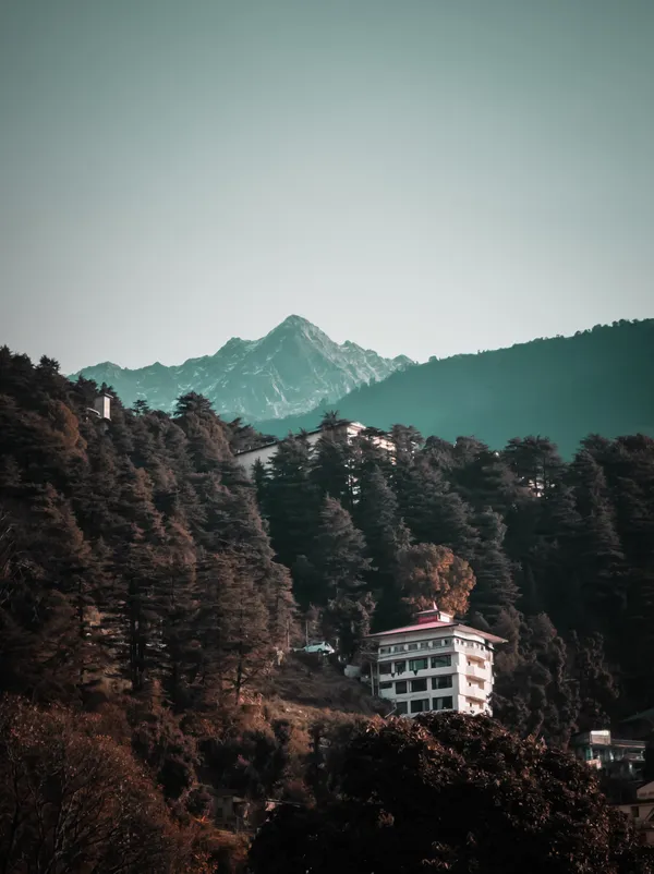 A Dhauladhar peak above deodar forest and a lone white building