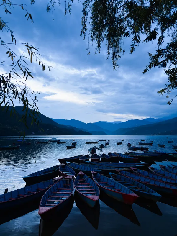 Wooden rowing boats fanned out on Phewa Lake at blue hour, framed by willow leaves